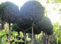 Educational-excursional practice of the discipline “Agricultural Technology of Green Building”